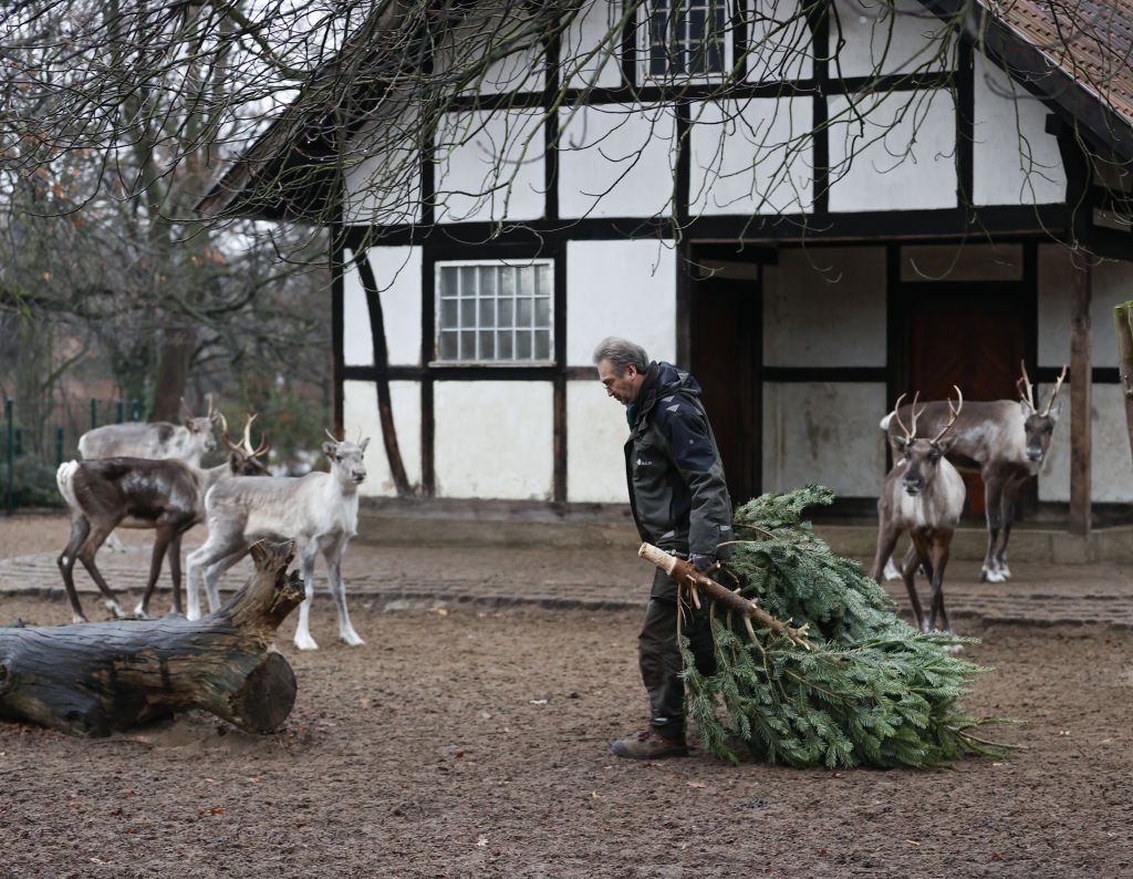 Christmas meal for zoo animals at Berlin Zoological Garden