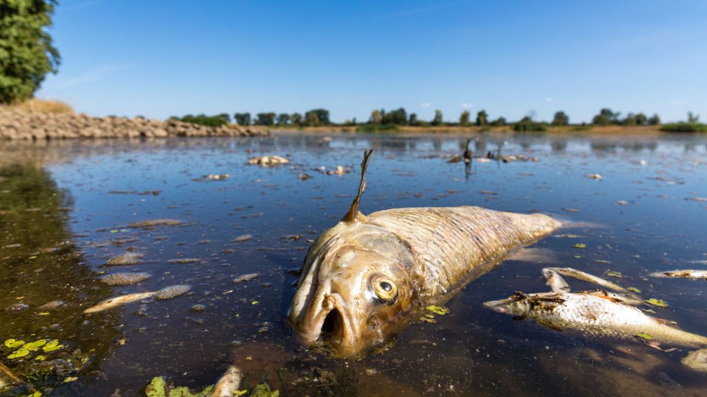 Fish kill in the Odra river