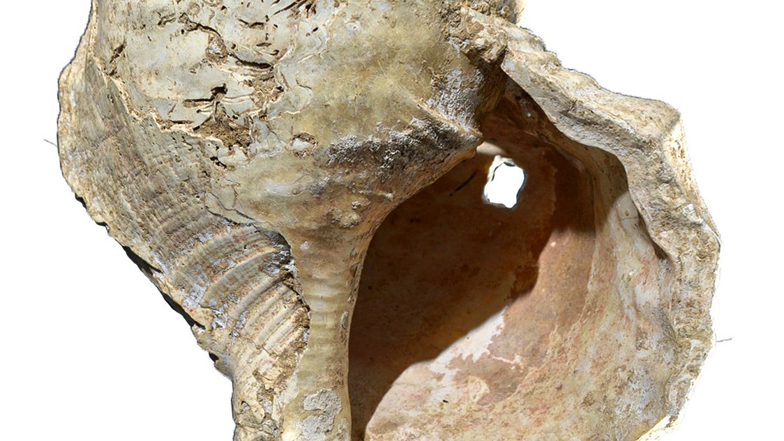 Um búzio com pelo menos 18.000 anos, descoberto numa caverna nos Pirenéus franceses, ainda funciona como instrumento de sopro, cujo som foi revelado por uma equipa multidisciplinar de investigadores, Lisboa, 10 d fevereiro de 2021. (ACOMPANHA TEXTO) LUSA