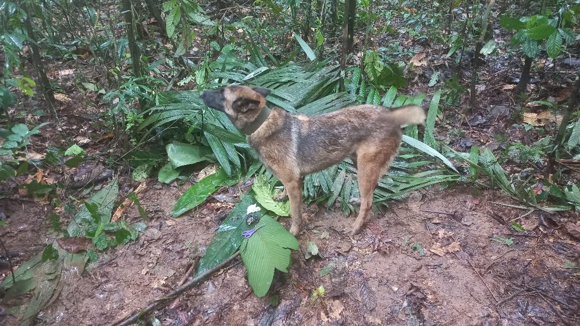 Cão de busca e salvamento justo a vestígios encontrados das quatro crianças desaparecidas na Colômbia