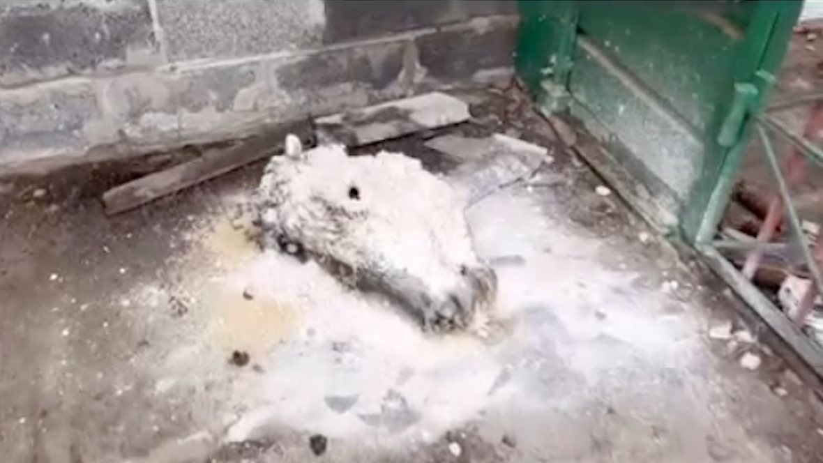 Animais mortos e torturados em zoo de Yampil, Donetsk