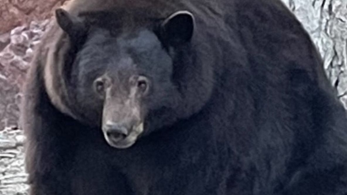 A região de Lake Tahoe é um dos habitat dos ursos nos EUA