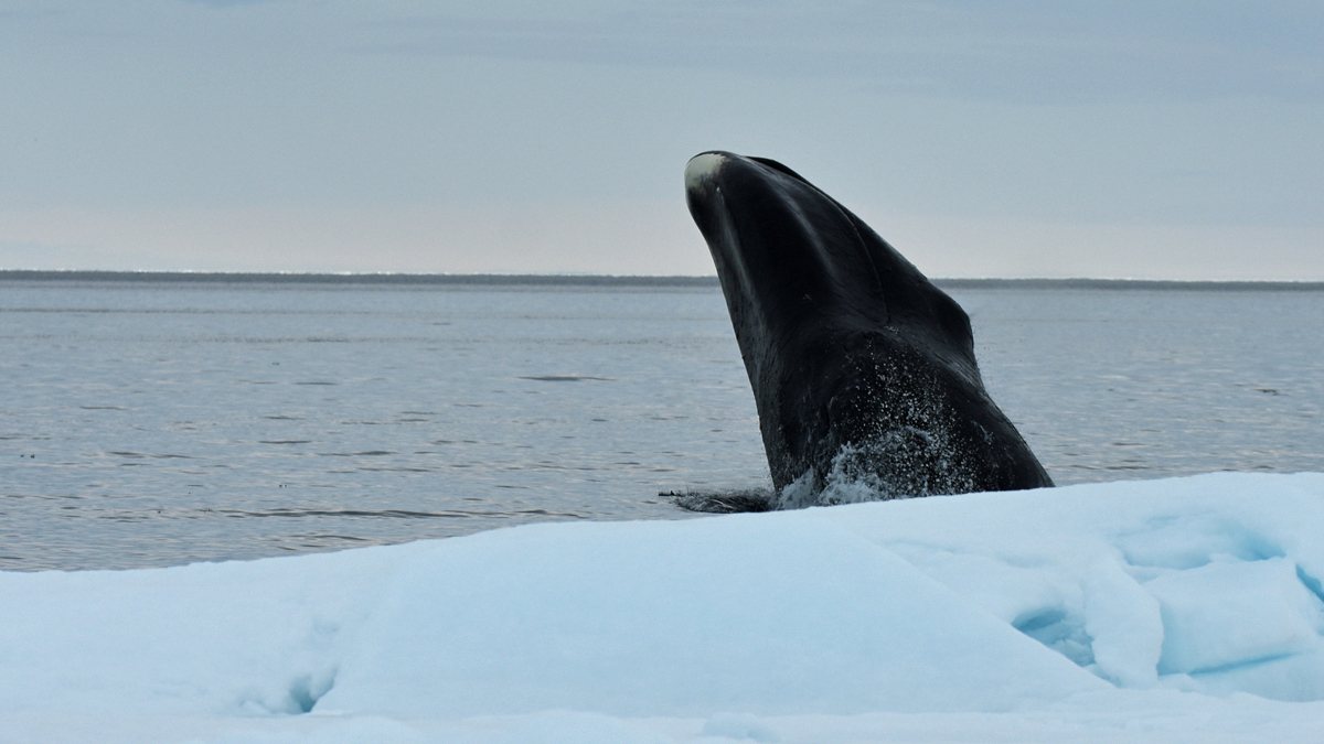 Baleia-da-gronelândia emerge da água junto a uma plataforma de gelo
