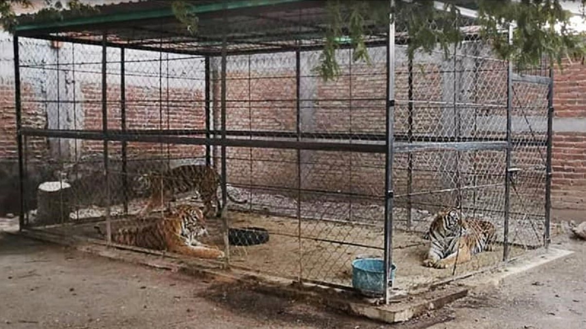 Os três tigres desaparecidos no México