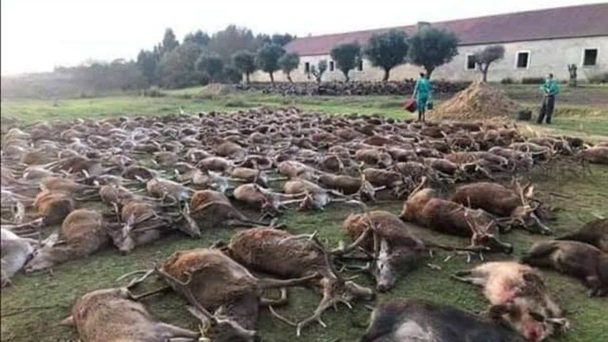 540 javalis, gamos e veados terão sido caçados num fim de semana