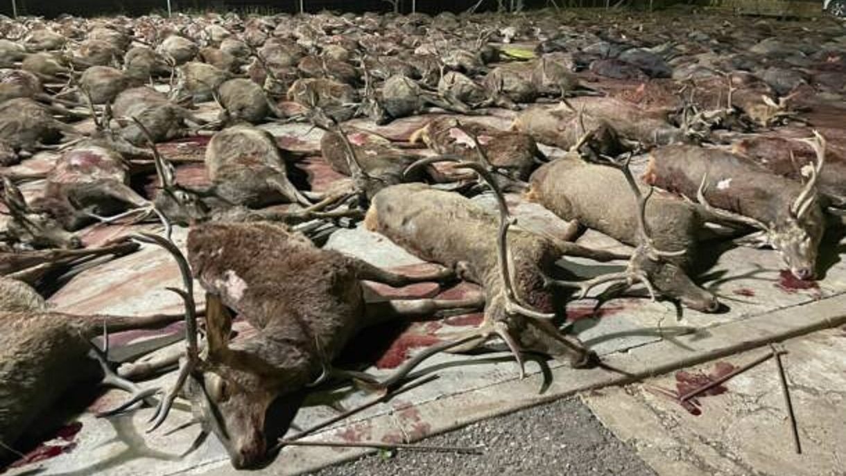 450 veados e javalis mortos numa herdade em Espanha