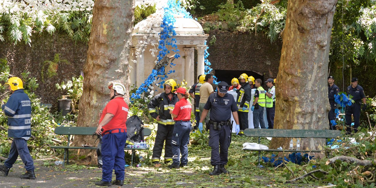 A árvore caiu em 2017 no Funchal matando 13 pessoas
