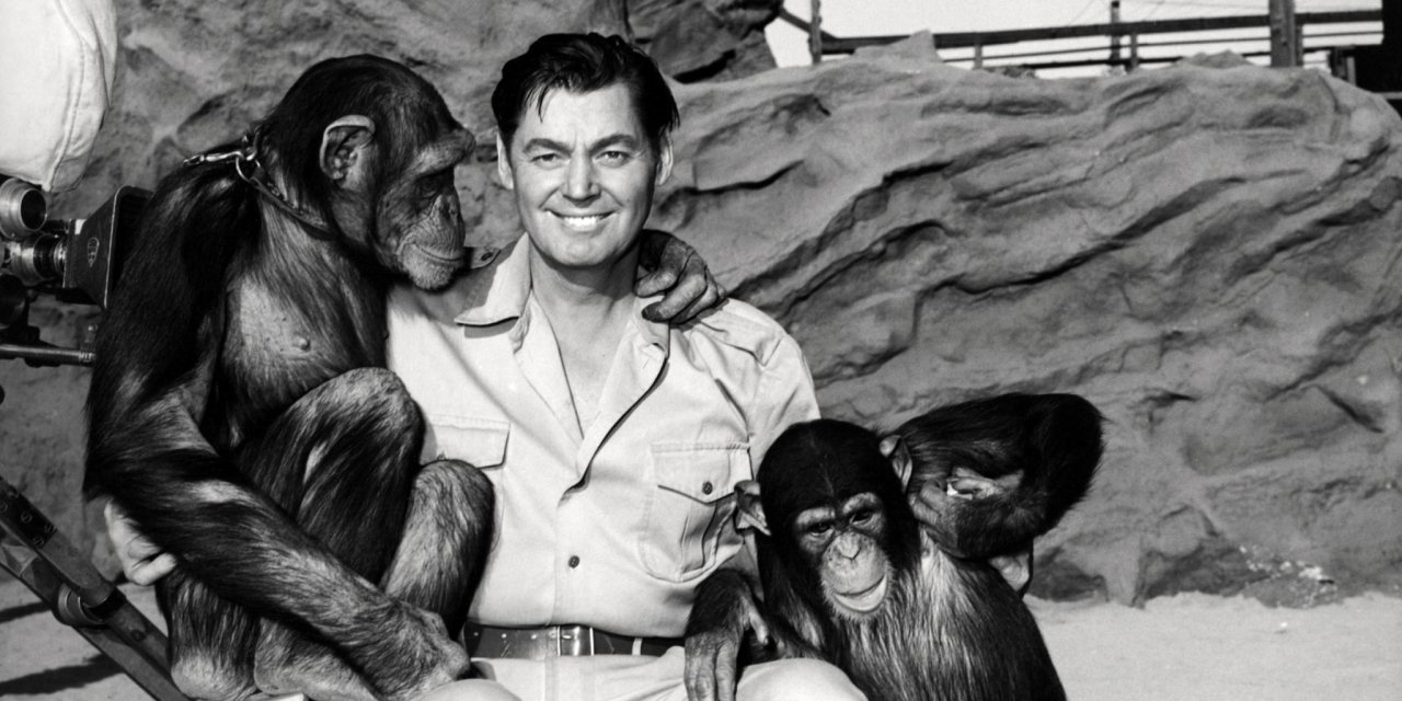 O nadador e ator americano Johnny Weissmuller (1904 - 1984) e dois chimpanzés, na rodagem do filme &quot;Jungle Jim&quot;, de William Berke