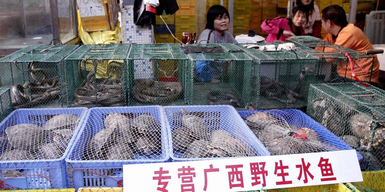 A indústria de criação, comércio e consumo de animais vivos mobiliza 14 milhões de funcionários e 20 mil empresas na China. lAFP/AFP via Getty Images