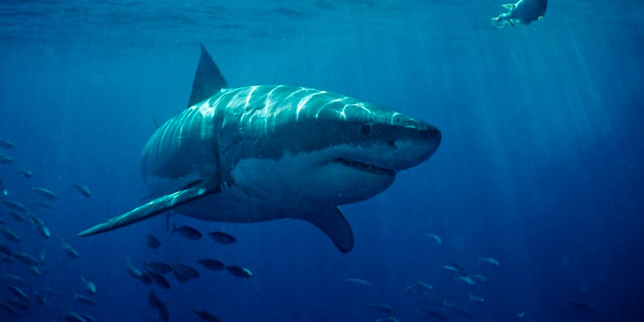 Existem mais de 500 espécies de tubarões pelo mundo. Em Portugal, o número fixa-se à volta de 40 tipos diferentes