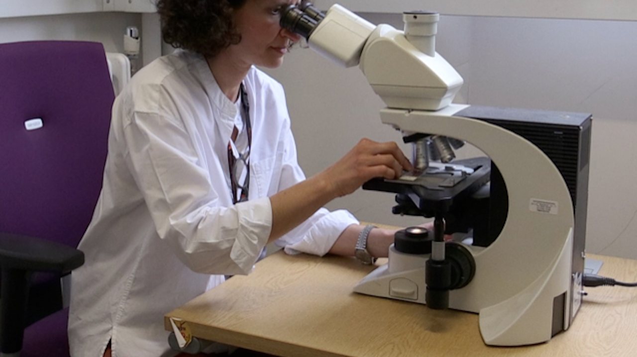 Vasiliki Margari observa os grãos de pólen ao microscópio