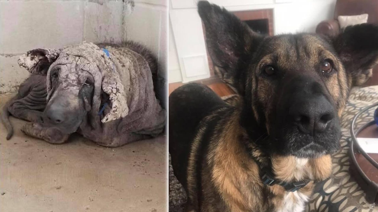 O amigo de quatro patas, ao ser encontrado, “parecia tão triste” e demonstrava “condições tão deploráveis” que foi impossível não prestar auxílio. FOTOS: Rescue Dogs Rock NYC via Facebook