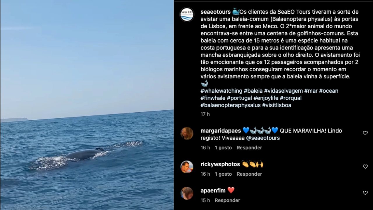Baleia-comum em Lisboa SeaEO Tours