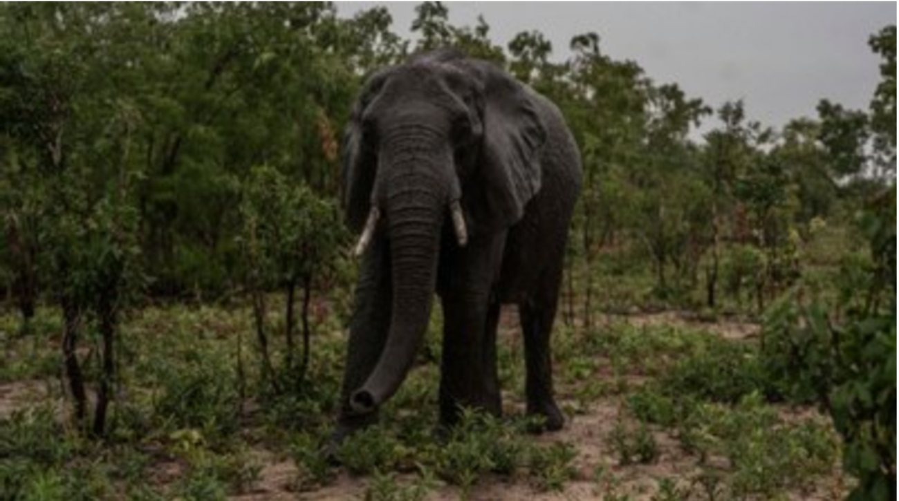 No exterior do parque foram encontrados outros seis elefantes mortos