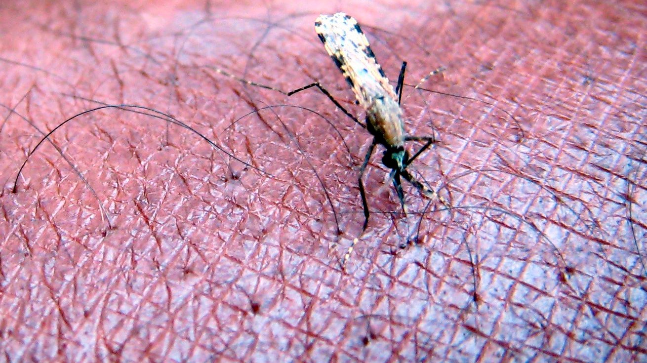 Um mosquito Anopheles, transmissor da doença