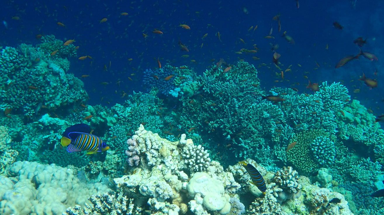 epa08192657 A parrot fish swims near the Yolanda Reef at the Red Sea resort town of Dahab, 550 kilometers east of Cairo in the Sinai Peninsula, Egypt, 04 February 2020.  EPA/KHALED ELFIQI