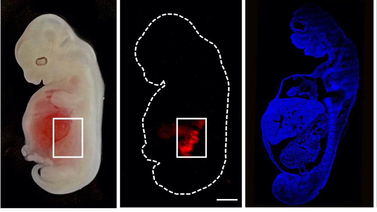 Representative bright-field (left) and stereo fluorescence (right) images of WT E28 (top), E25 (middle), and E28 (bottom) human-pig chimeras obtained by injecting human 4CL/N/B iPSCs into SIX1/SALL1-null embryos. DsRed, DsRed-labeled 4CL/N/B iPSC derivatives. Scale bars, 2 mm.