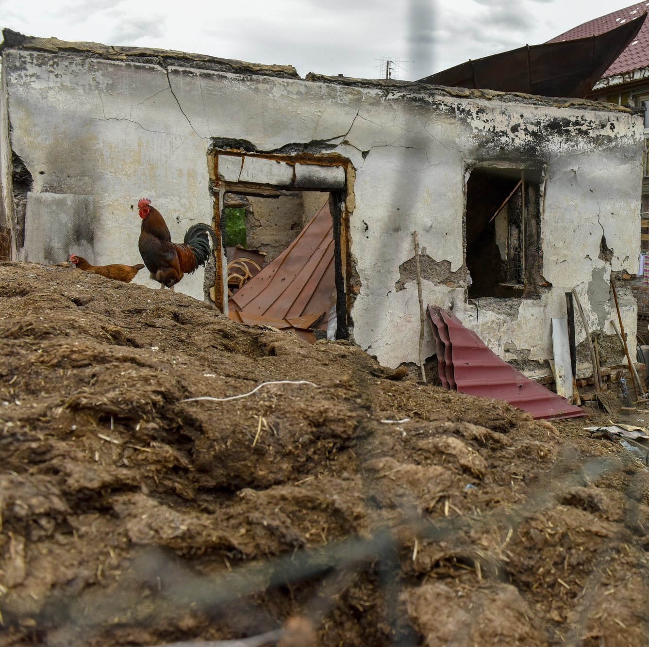 epa10030221 A rooster in a yard of a house, damaged in a shelling in Novoselivka village, Chernihiv region, Ukraine, 23 June 2022. On 24 February Russian troops entered Ukrainian territory starting a conflict that has provoked destruction and a humanitarian crisis.  EPA/OLEG PETRASYUK