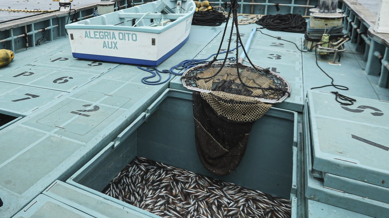 A ministra da Agricultura e da Alimentação, Maria do Céu Antunes, durante a visita realizada à armação de pescas,(criação de atum) da empresa  Tupinex em Olhão,23 de agosto de 2022. LUÍS FORRA/LUSA