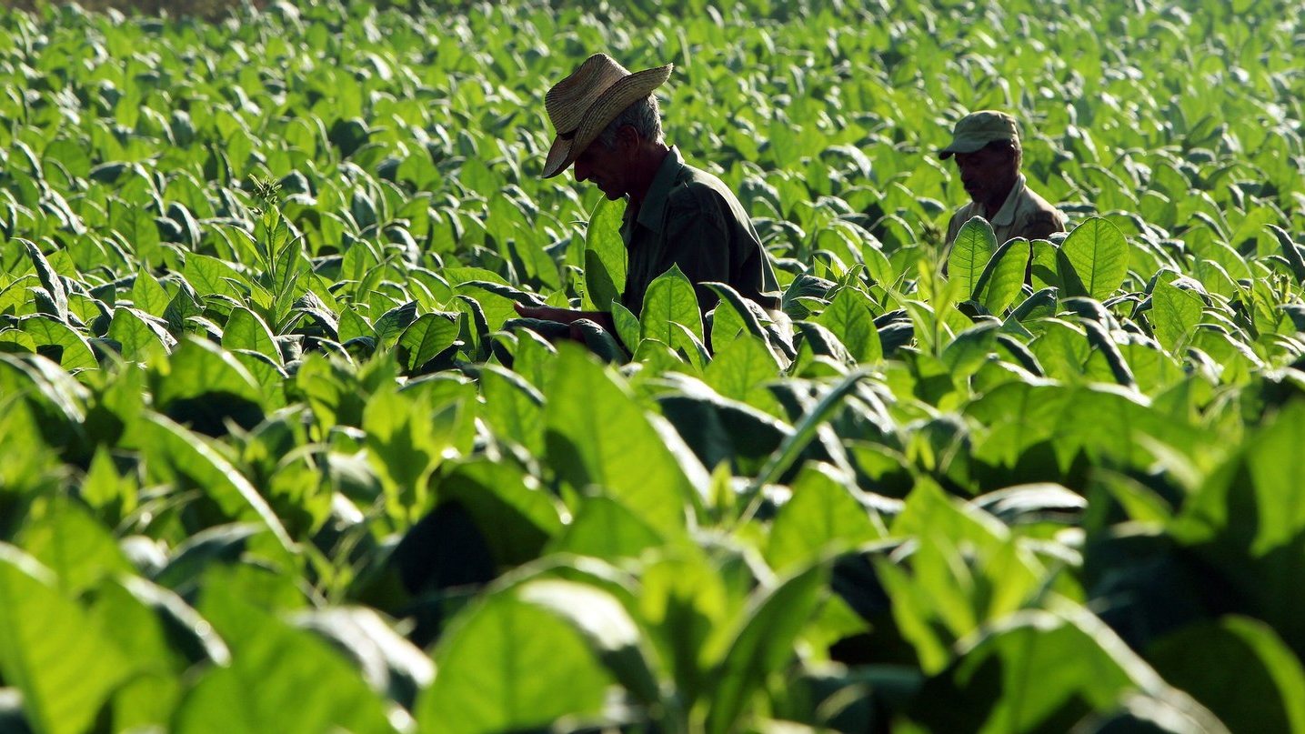 A OMS alerta para o facto de se ter registado um aumento de quase 20% nas terras de cultivo de tabaco em África