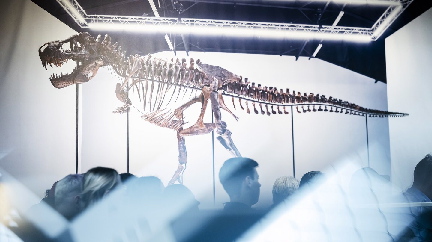 O T-rex percorreu a Terra há entre 65 e 67 milhões de anos atrás