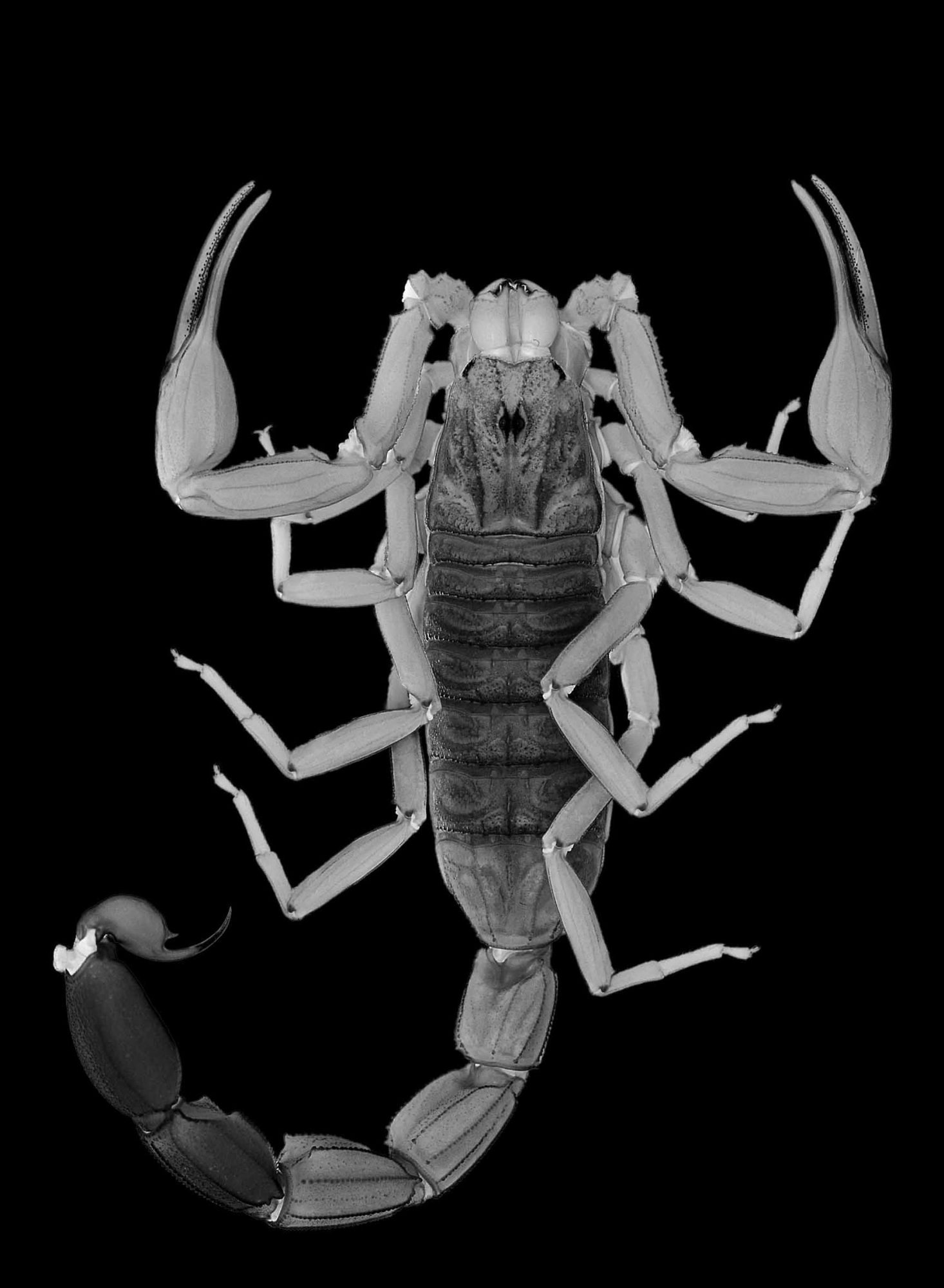 Ischnotelson peruassu, a new club-tailed scorpion from Brazil (© California Academy of Sciences &amp; American Museum of Natural History)