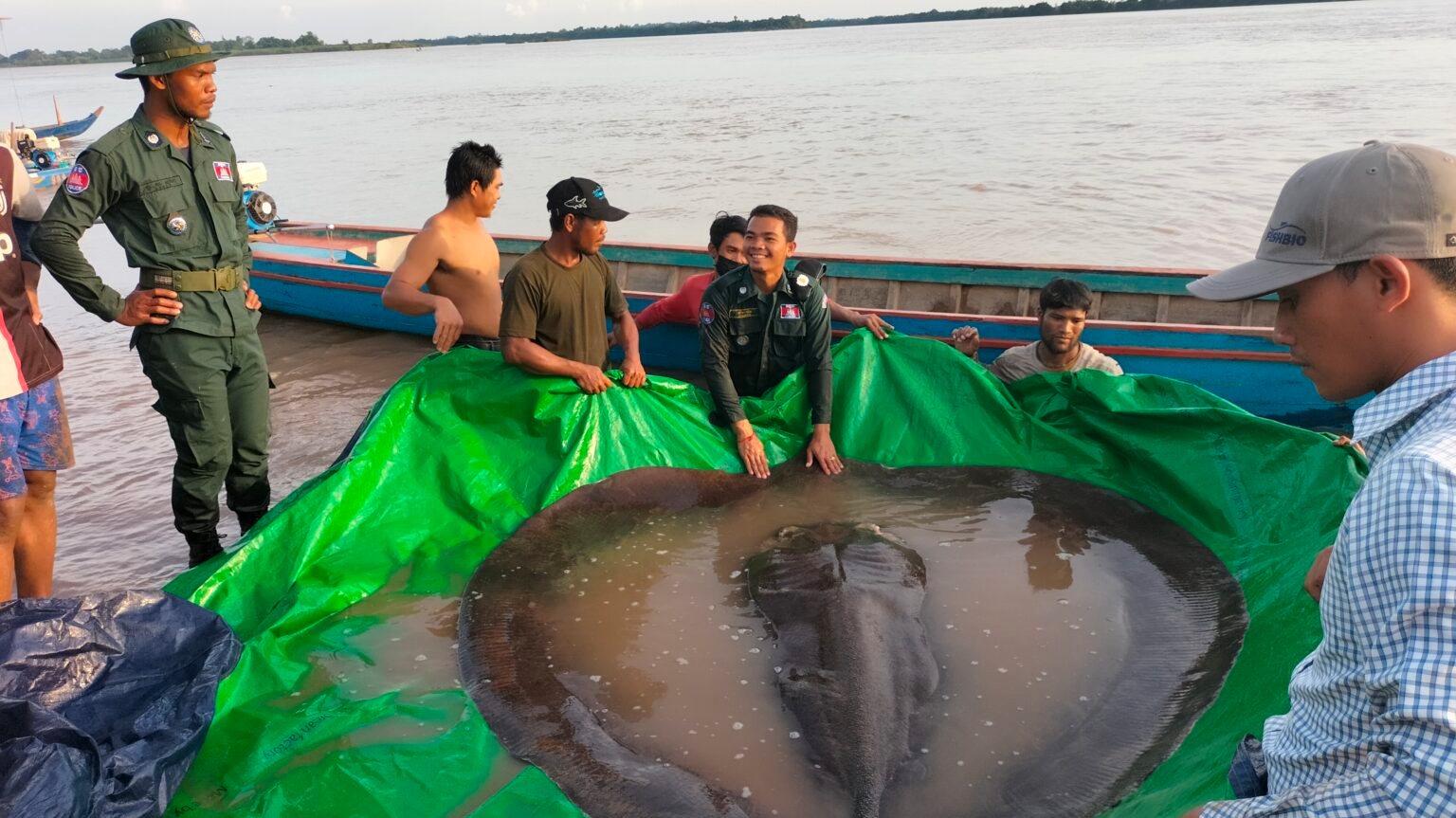 Raia de 300 kg capturada no rio Mekong, no Camboja
