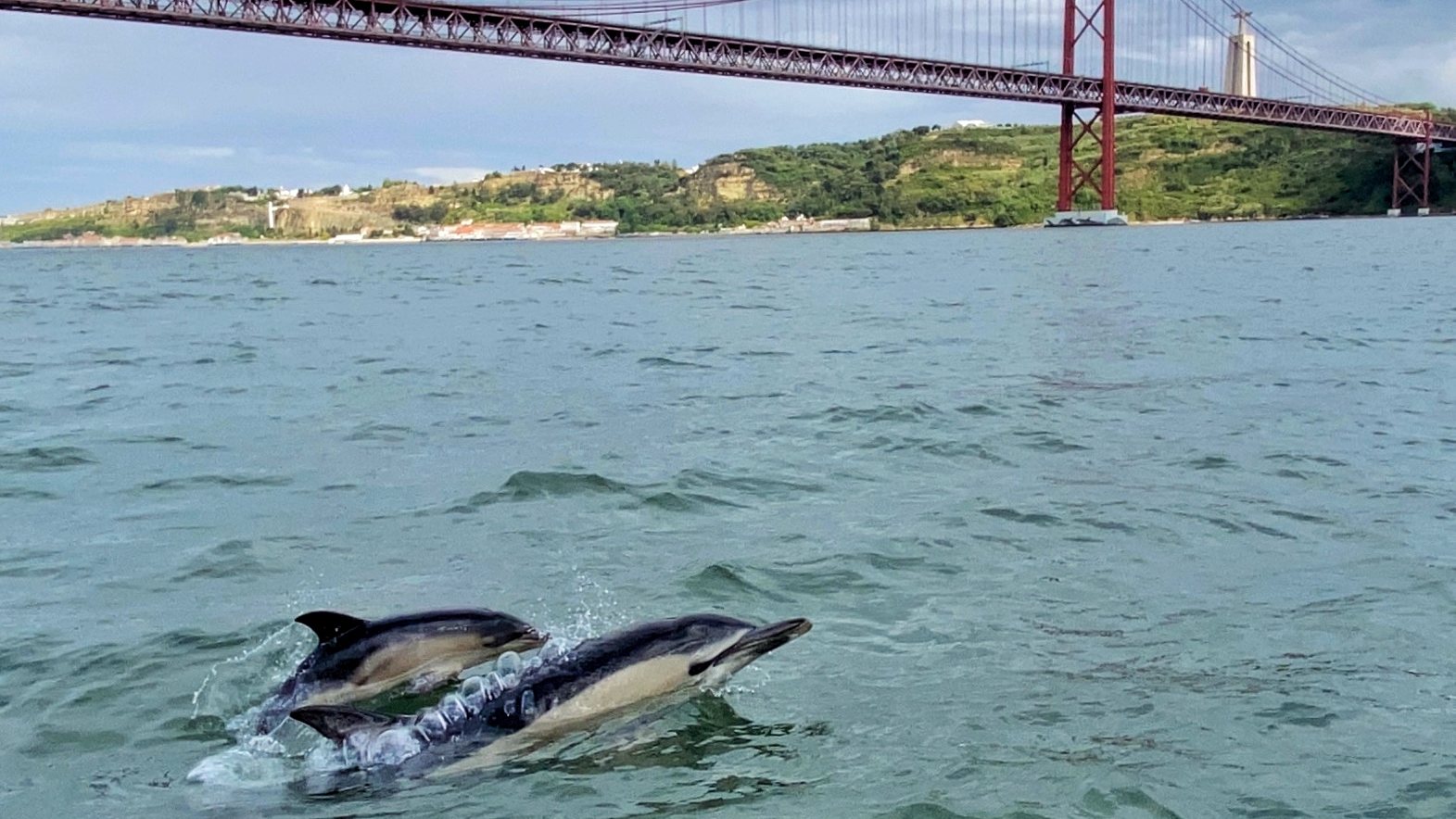 Ainda que não sejam naturais do Tejo, os golfinhos são presença habitual no rio durante os meses de verão