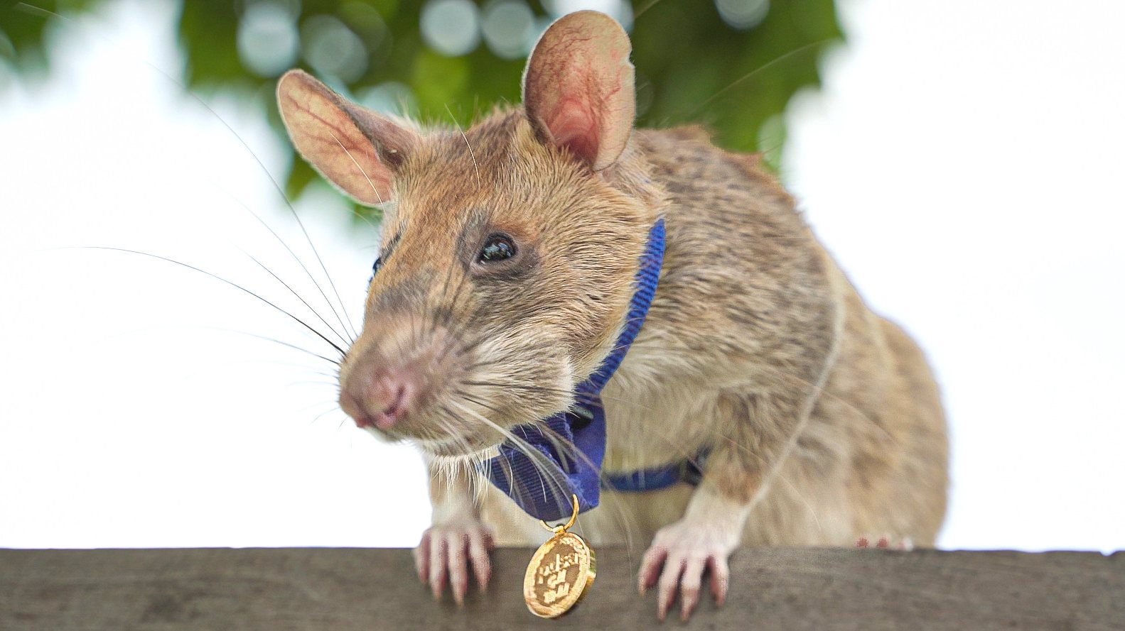 Magawa, o rato que recebeu uma medalha de ouro por salvar vidas descobrindo minas terrestres