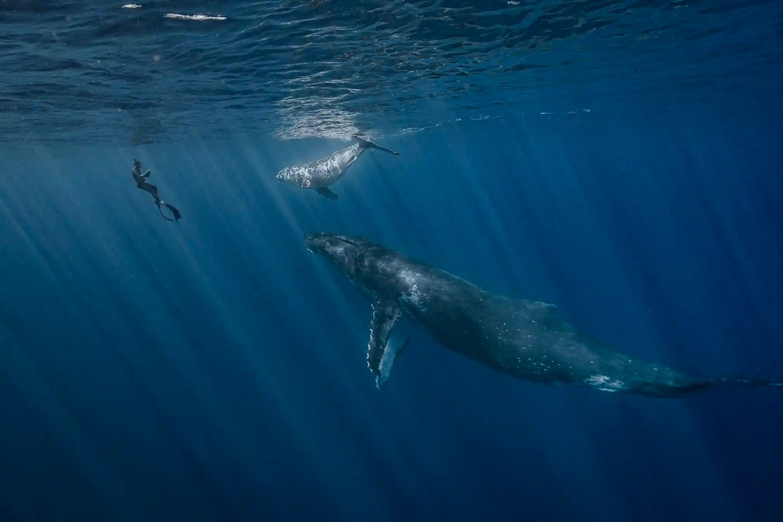 A força da natureza, animais e paisagens desconhecidas. As imagens  vencedoras do prémio Fotógrafo do Oceano 2022 – Observador