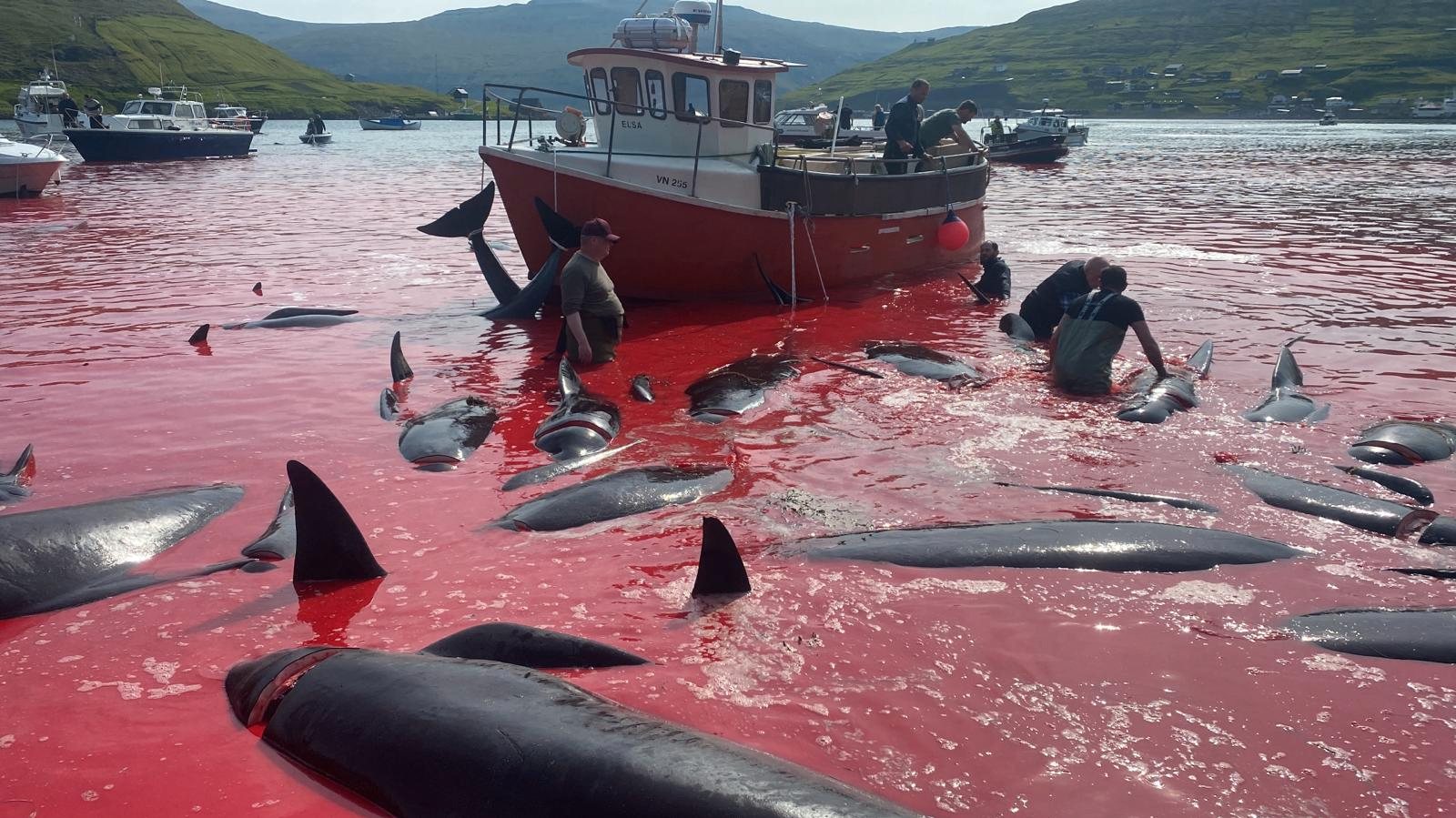 Imagem desta quarta-feira, dia 14 de junho, da baía de Leynar, nas Ilhas Faroé, onde decorreu a 4ª matança do ano