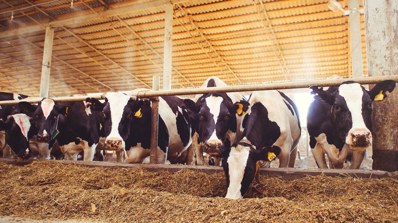 Vacas em quinta de produção de leite
