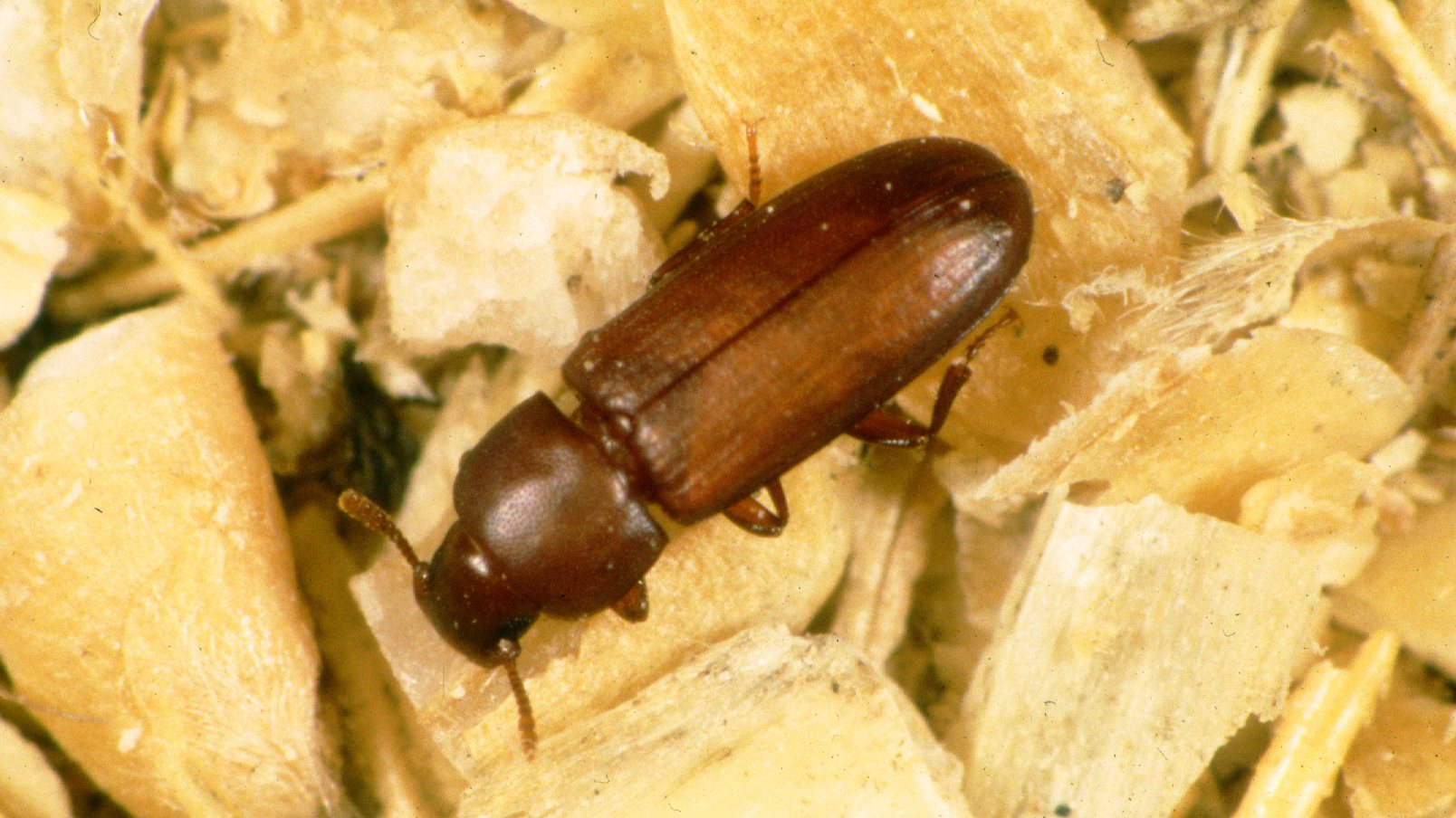 O besouro-castanho (Tribolium castaneum) alimenta-se de grãos armazenados