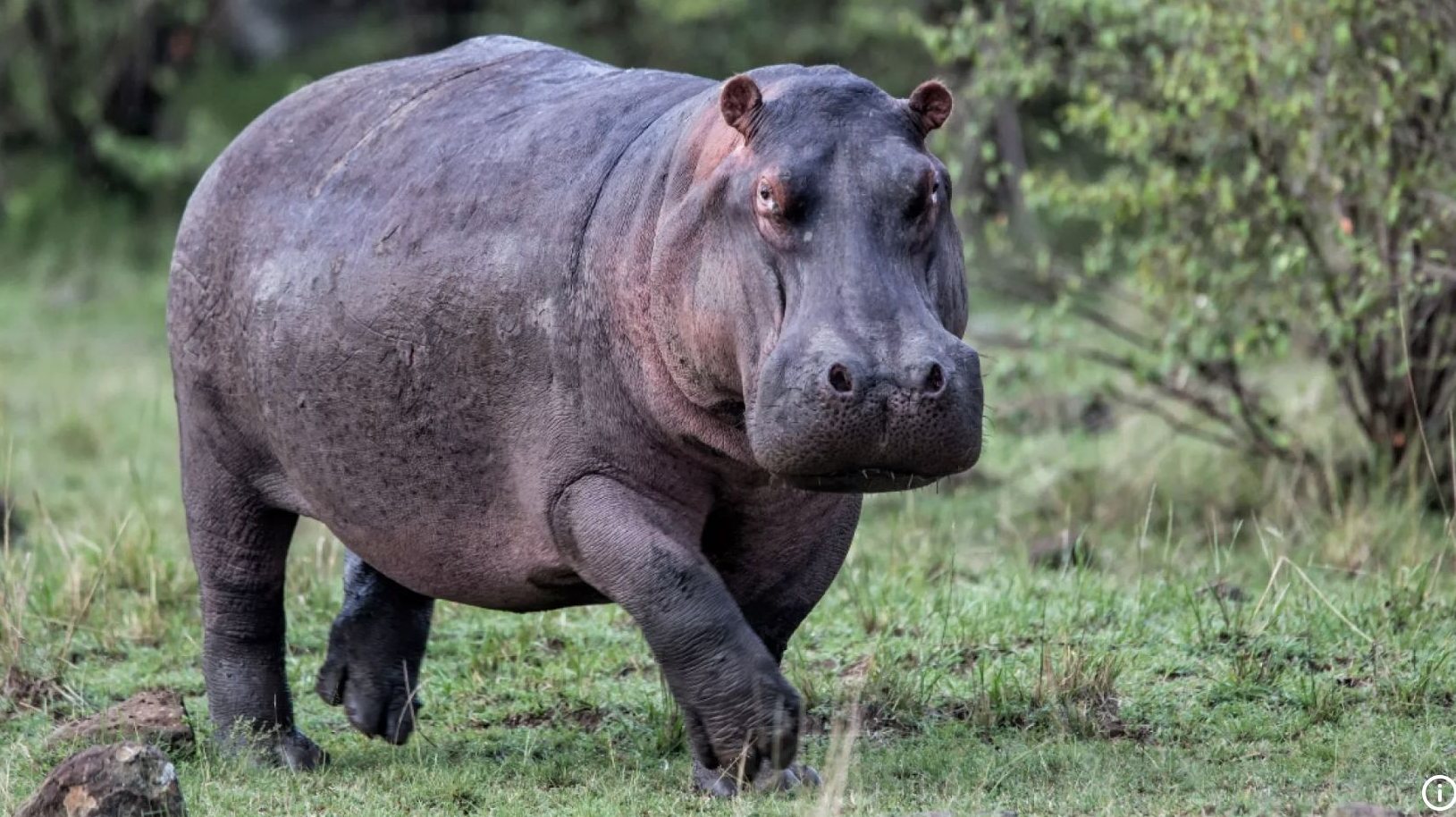 hipopótamo a planar