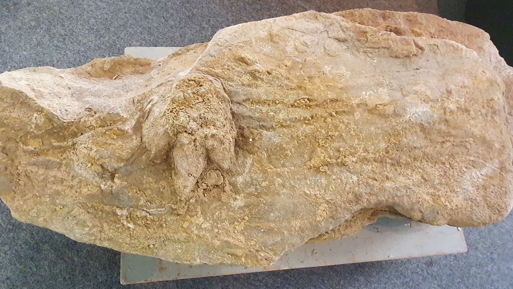 Fóssil de pegada de dinossauro com 154 milhões de anos descoberto na encosta sul da serra da Boa Viagem, na Figueira da Foz, 15 julho 2021. (ACOMPANHA TEXTO DO DIA 16 JULHO 2021).  JOSE LUIS SOUSA/LUSA