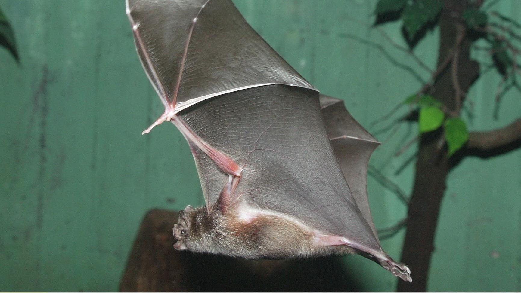 Germany; Berlin: vampire bat in the nocturnal house in the Berlin zoo - 2003