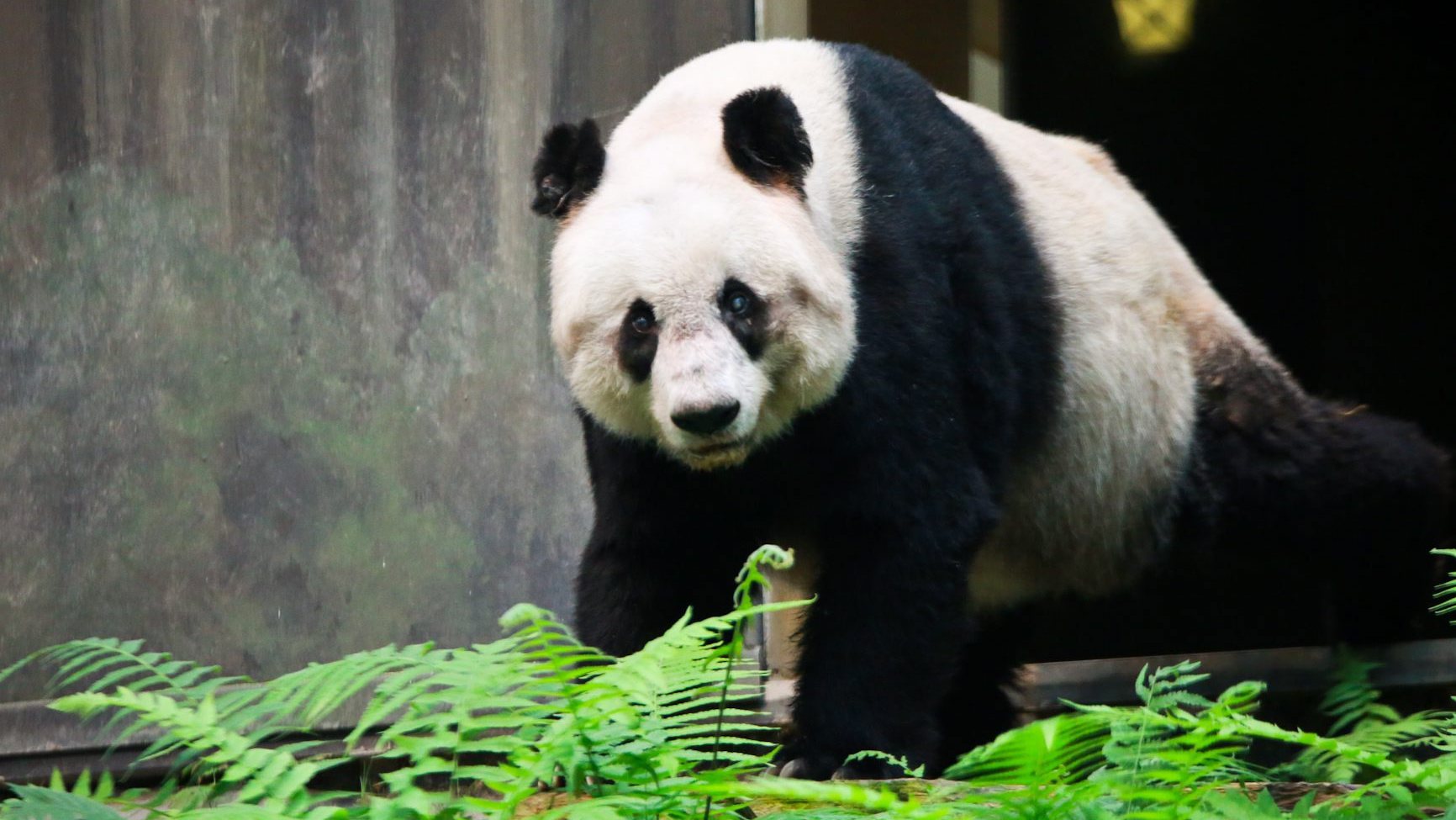 O panda é agora considerado uma espécie &quot;vulnerável&quot;