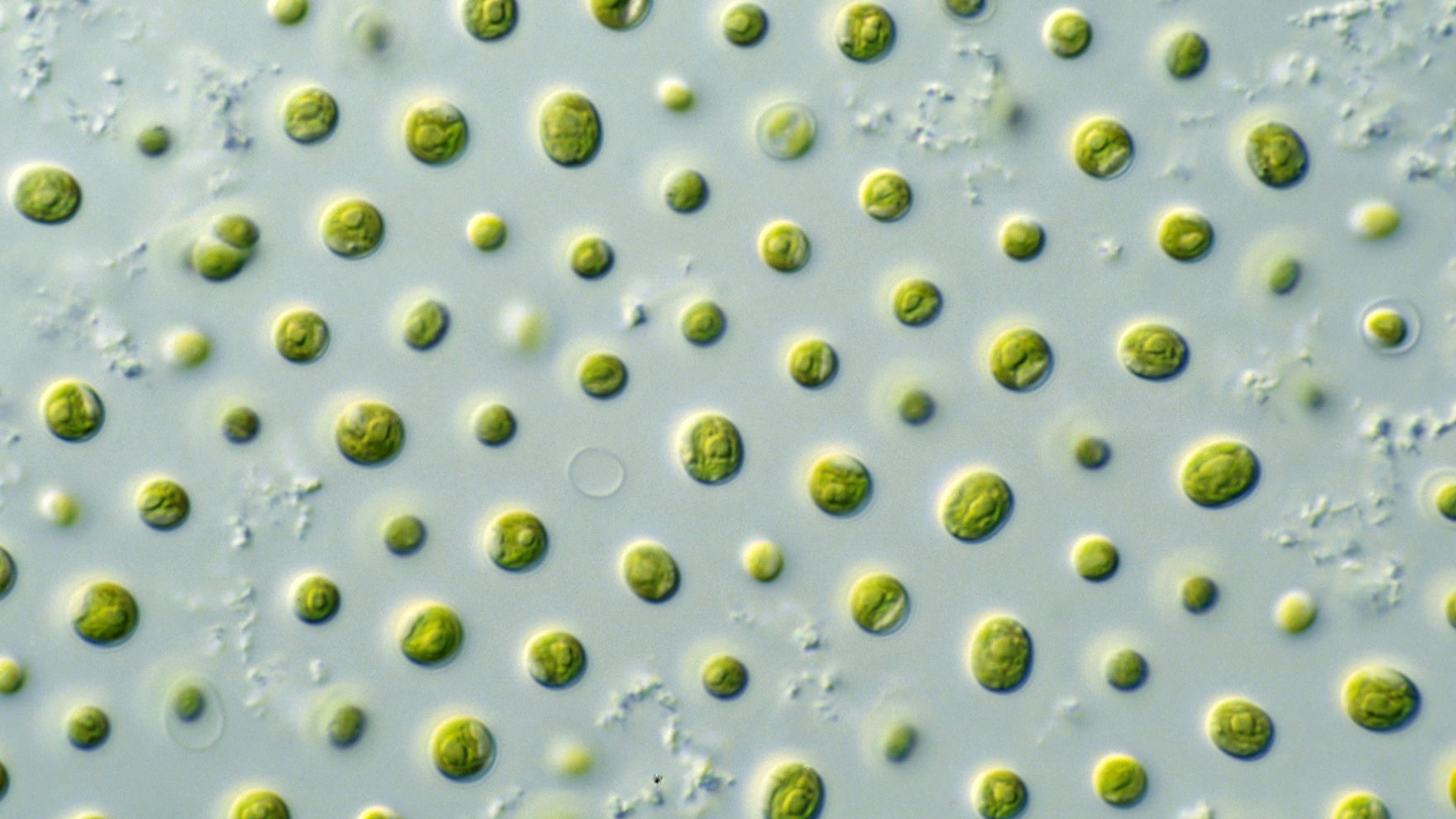 Microalgas são capazes de produzir “mais oxigénio do que todas as outras plantas terrestres”, segundo Nuno Coelho