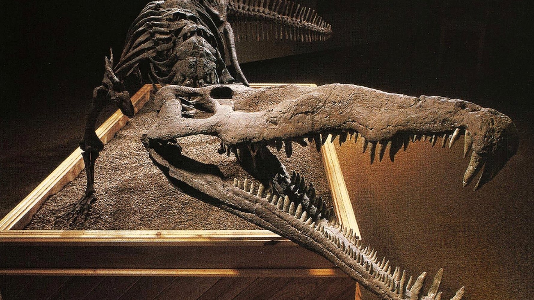 Os fitossauros viveram como crocodilos no Triássico, em quase todos os continentes, mas, apesar das semelhanças, os répteis não são da mesma família de répteis