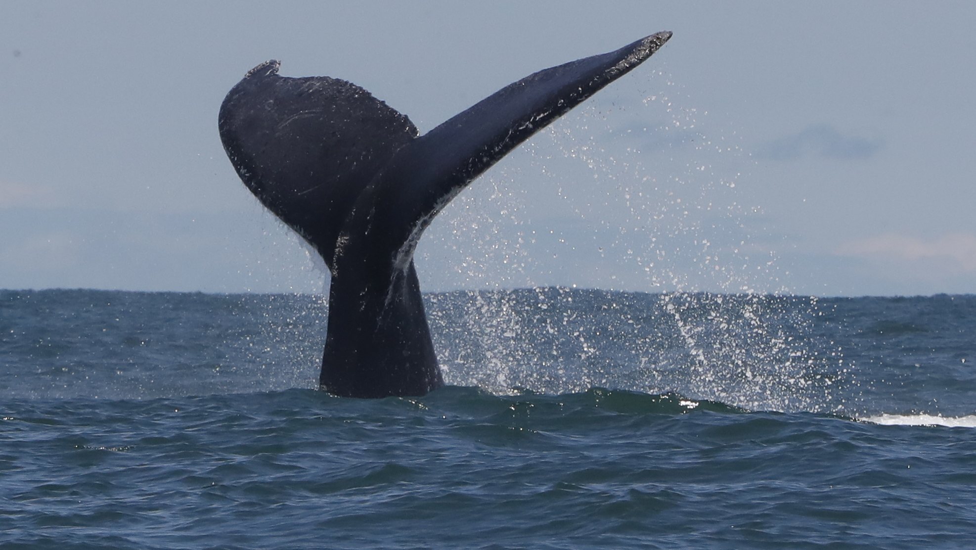 epa10157548 A whale&#039;s tail at the Uramba Bahia Malaga National Park, in Buenaventura, Colombia, 01 September 2022 (issued 03 September). Humpback whales can be watched during these months in the Colombian Pacific, where they come to give birth to their young.  EPA/ERNESTO GUZMAN JR