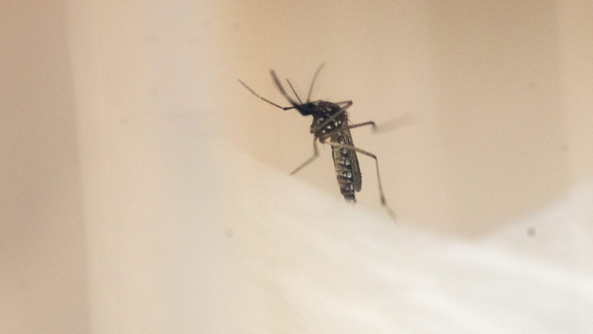 Espécie Aedes albopictus não é inédita em Portugal