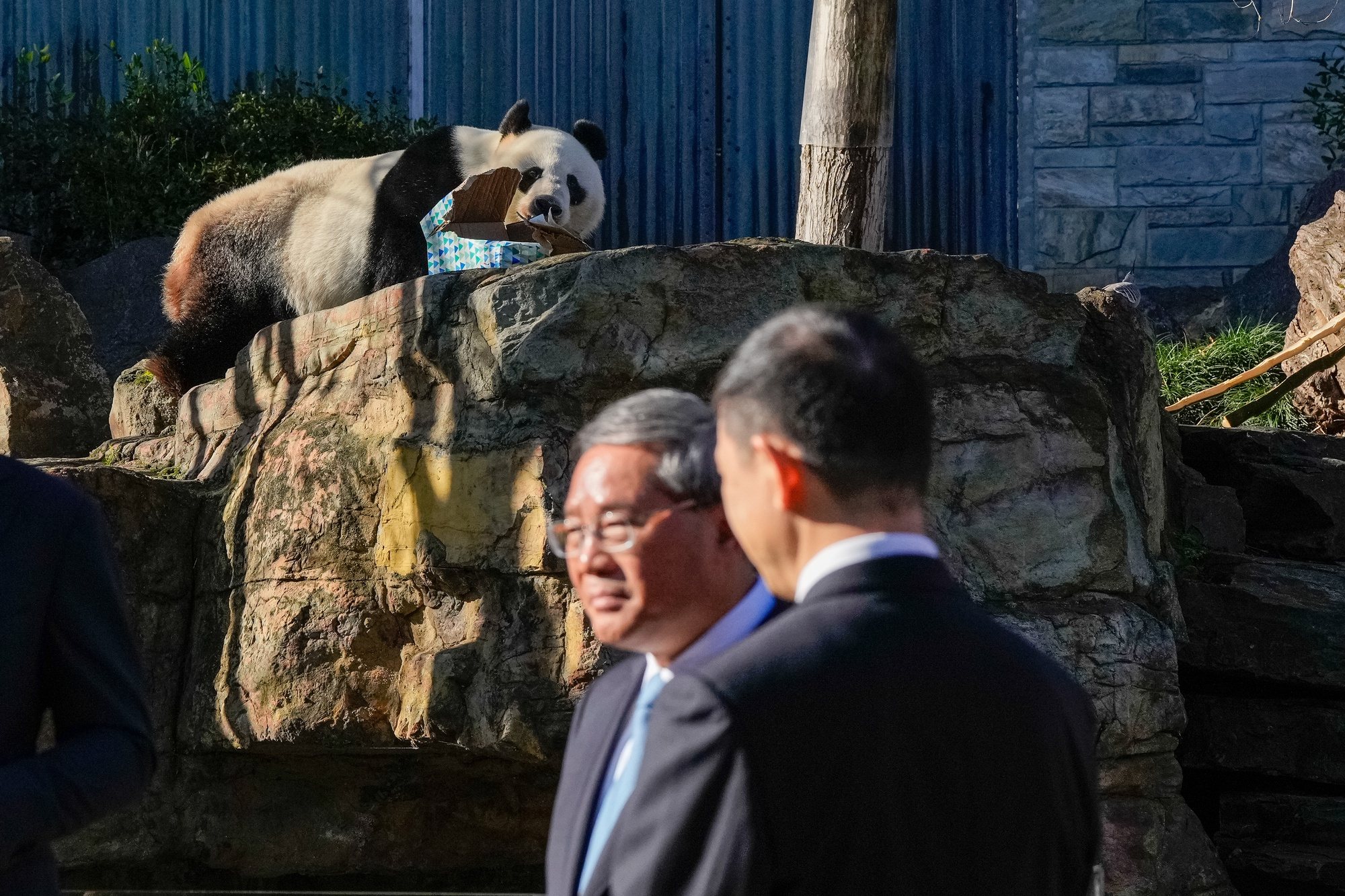 epa11414182 Wang Wang the panda eats a stick of bamboo as China&#039;s Premier Li Qiang (C), South Australian Premier Peter Malinauskas (L) and the Chinese delegations look on at Adelaide Zoo in Adelaide, Australia, 16 June 2024. Li Qiang, who is second only to President Xi Jinping, is on a four-day visit to Australia.  EPA/ASANKA RATNAYAKE / POOL AUSTRALIA AND NEW ZEALAND OUT