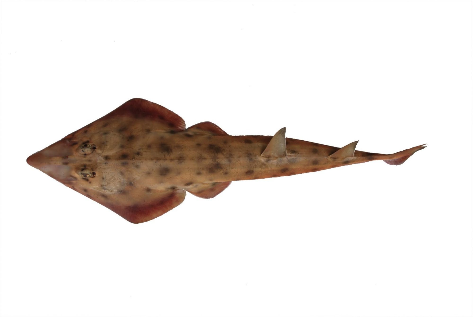 Rhinobatos austini, a new guitarfish from South Africa (© 2017 David Ebert)