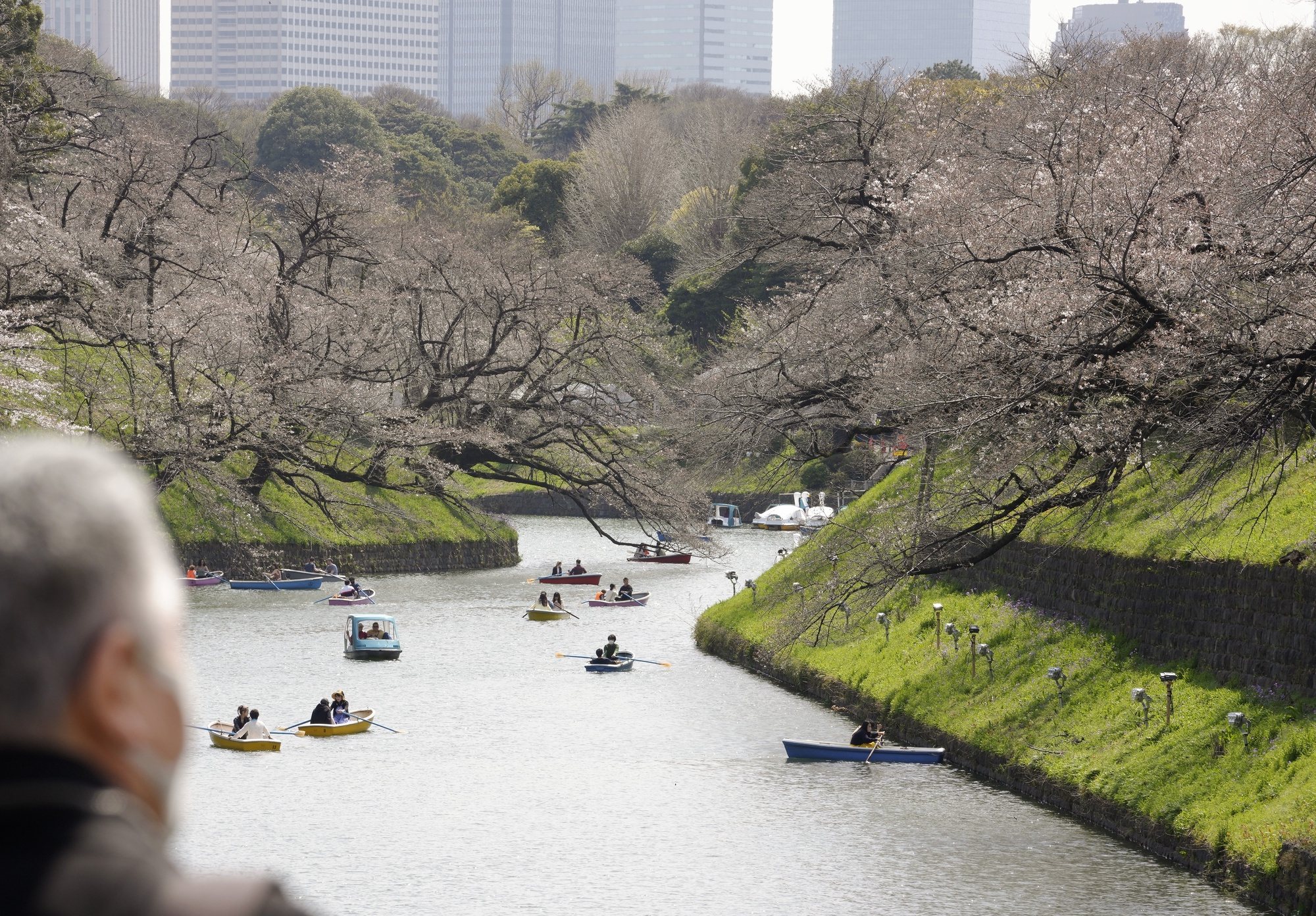 epa11255172 Visitors ride on boats to enjoy viewing cherry blossoms starting to bloom on Chidorigafuchi Moat in Tokyo, Japan, 02 April 2024. The flower is a symbol of the arrival of spring in Japan. Japan Meteorological Agency (JMA) announced in 2022 that the cherry blossom flowering dates have been getting earlier at a rate of change of 1.1 days per decade since 1953. According to the agency data, cherry blossom flowering average data between 1991- 2020 was five days earlier than the average data between 1961-1990. The long-term temperature rise may be one factor in the flowering date getting earlier, JMA has said. The blooming start in Tokyo in 2024 was five days later than the average year and 15 days later than in 2023.  EPA/KIMIMASA MAYAMA