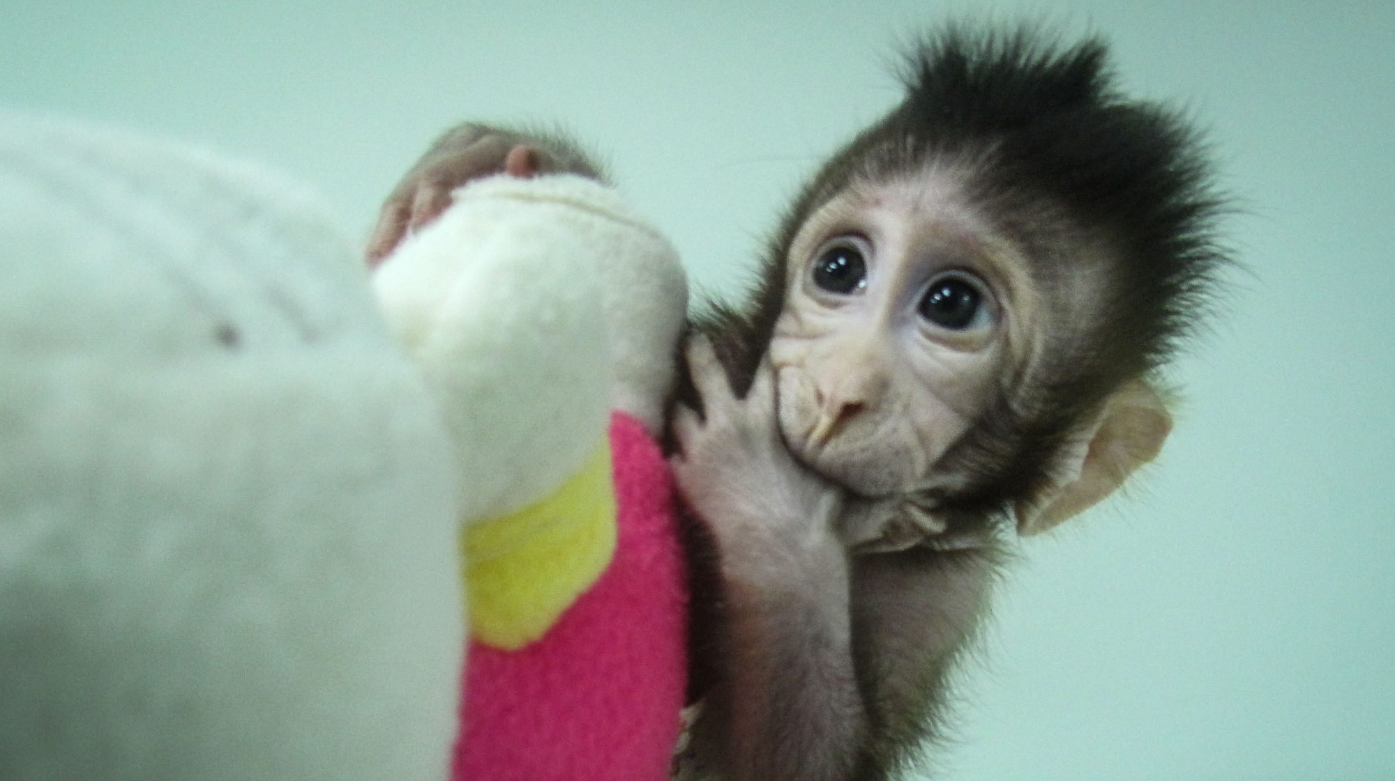 Nasce o primeiro macaco com células estaminais embrionárias de mais do que uma origem genética