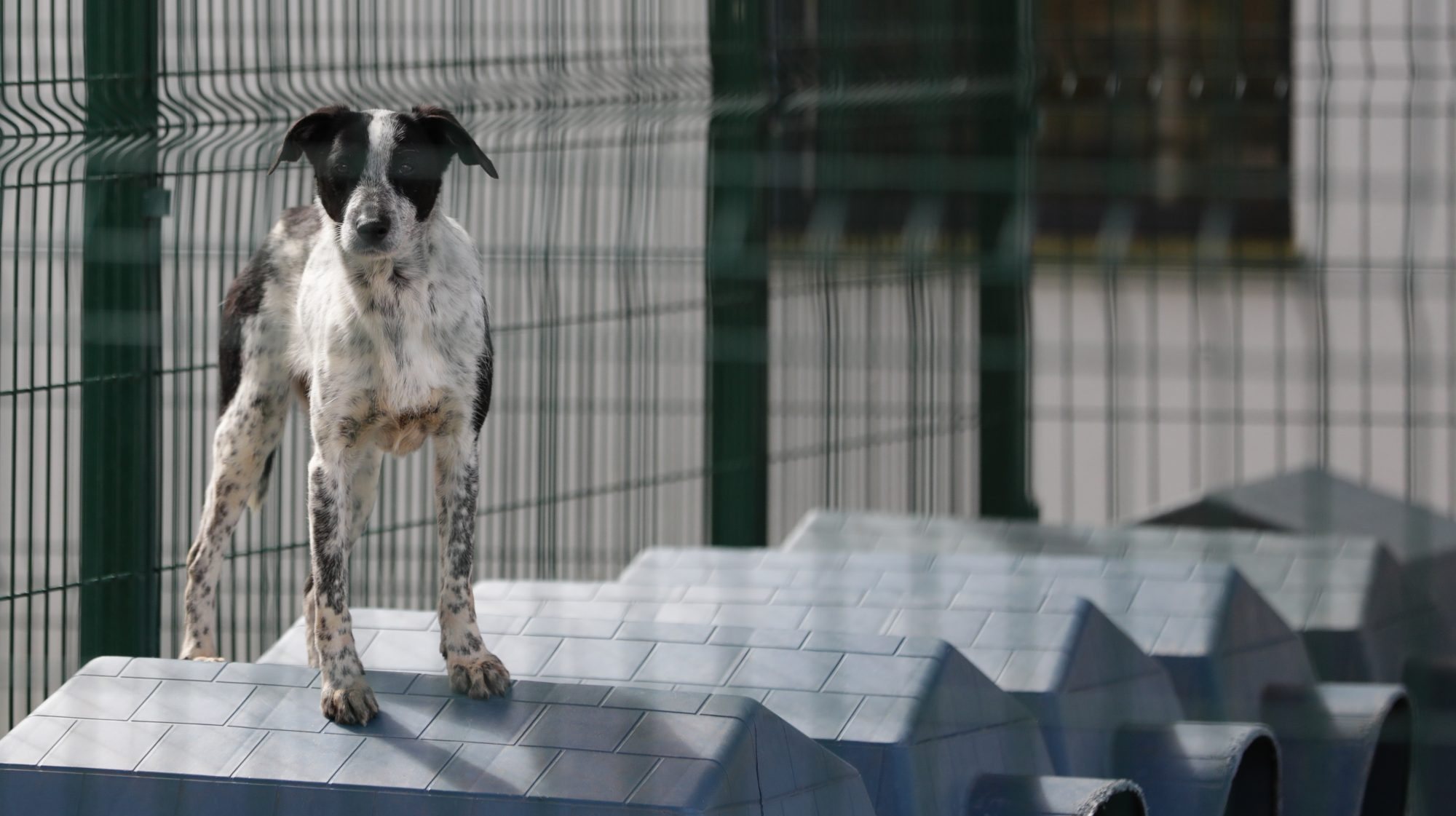 O animal com lesões está agora internado numa clínica veterinária e dois cães continuam desaparecidos