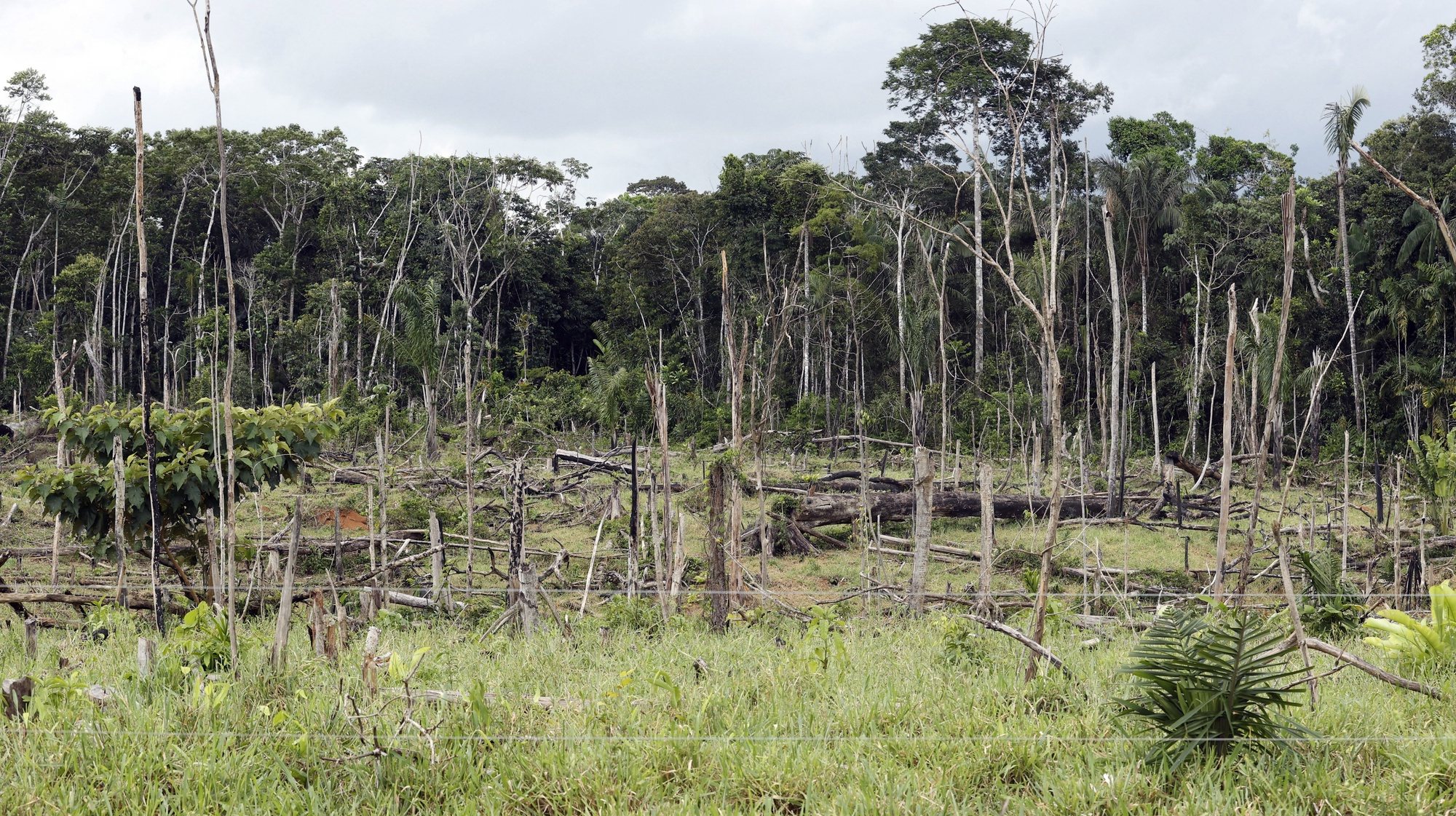epa10145289 The deforested Amazon rainforest in San Jose del Guaviare, Colombia, 20 August 2022 (issued 29 August 2022). Despite the fact that deforestation is prohibited in Guaviare by the Colombian State and the dissidents, the Amazon jungle, which occupies practically the entire territory, continues to shrink year after year giving way to an immense pasture.  EPA/MAURICIO DUENAS CASTANEDA