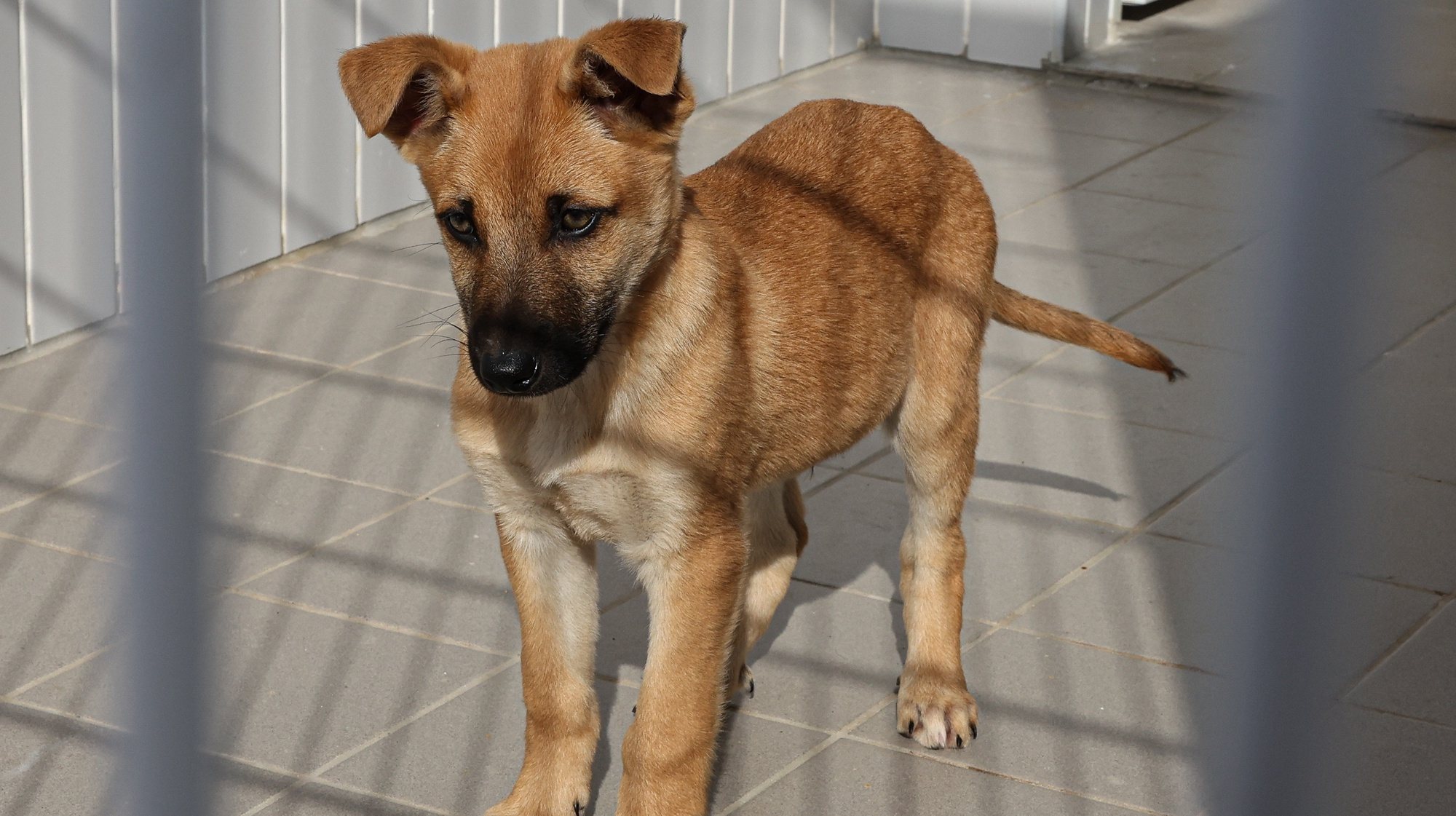 Inauguração do CROAF - Centro de Recolha Oficial de Animais de Faro, hoje em Guilhim, Estoi, e que vai dar abrigo a 173 cães e gatos,abandonados no concelho de Faro, 16 de janeiro de 2023. LUÍS FORRA/LUSA