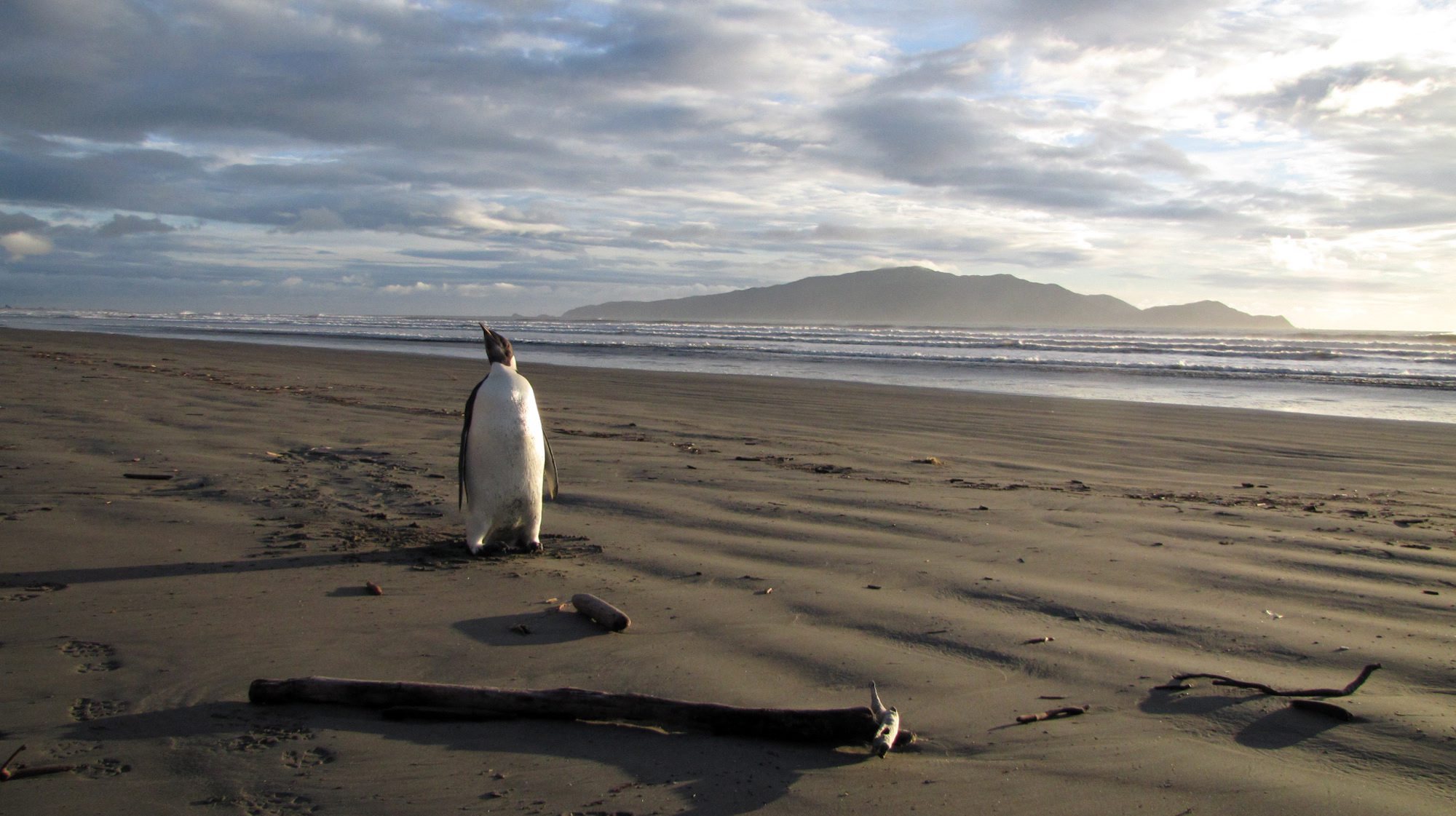 epa02787759 A supplied image by the Department of Conservation shows an Emperor penguin walking along Peka Peka Beach in New Zealand after it got lost while hunting for food, Monday, June 20, 2011. The first emperor penguin in more than 40 years
was spotted in New Zealand after travelling from Antarctica, conservation officials said 21 June 2011. The juvenile emperor penguin, about 1 metre tall, was seen on the Kapiti Coast on the south of the North Island, at least 3,000
kilometres from its home. Only one other sighting of an emperor penguin has been recorded in New Zealand, in 1967 on the far southern coast of the South Island.  EPA/RICHARD GILL / DEPARTMENT OF CONSERVATION AUSTRALIA AND NEW ZEALAND OUT HANDOUT EDITORIAL USE ONLY/NO SALES