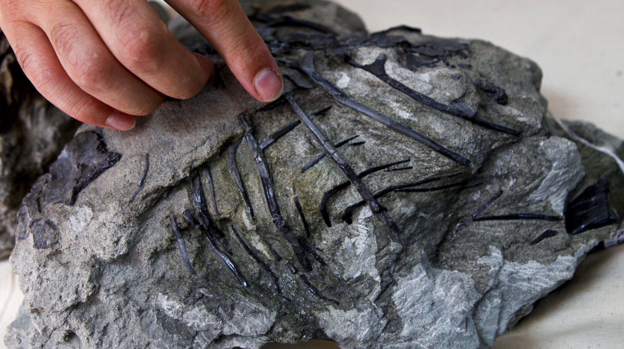 O paleontólogo Octávio Mateus mostra uma parte do esqueleto do dinossauro carnívoro por si descoberto e que terá mais de 150 milhões de anos. Este dinossauro agora descoberto é o mais completo encontrado em Portugal e um dos mais completos do Jurássico Superior em todo o mundo e irá permitir estudar como os dinossauros evoluíram e como, neste caso, deram origem às aves. Museu da Lourinhã, 4 de setembro de 2013. (ACOMPANHA TEXTO) MIGUEL A. LOPES/LUSA
